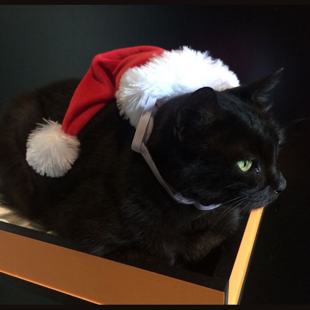Photo of Missy