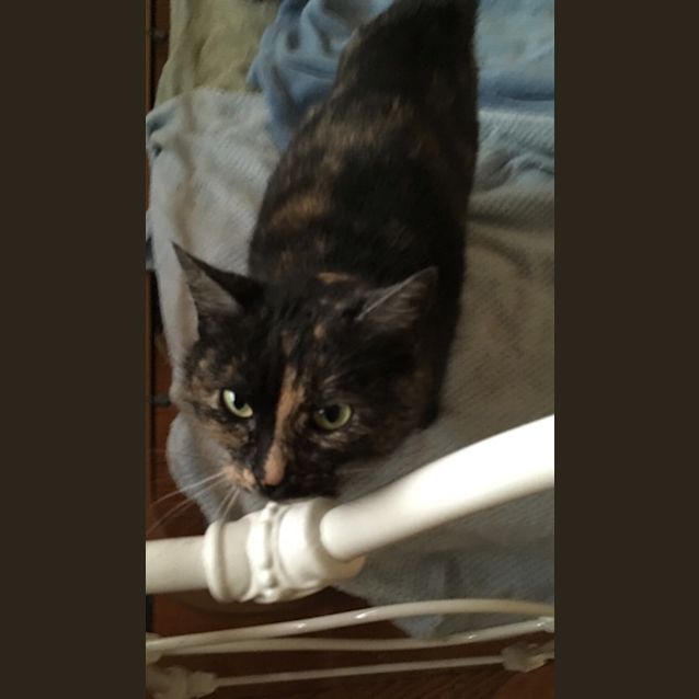 Photo of Hazel