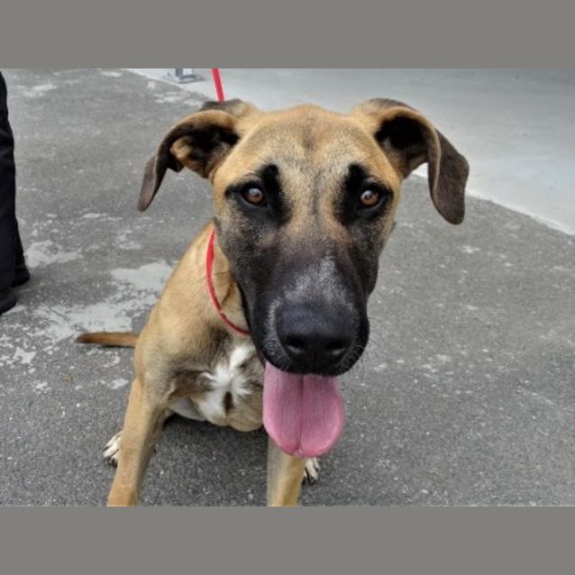 Photo of Stella