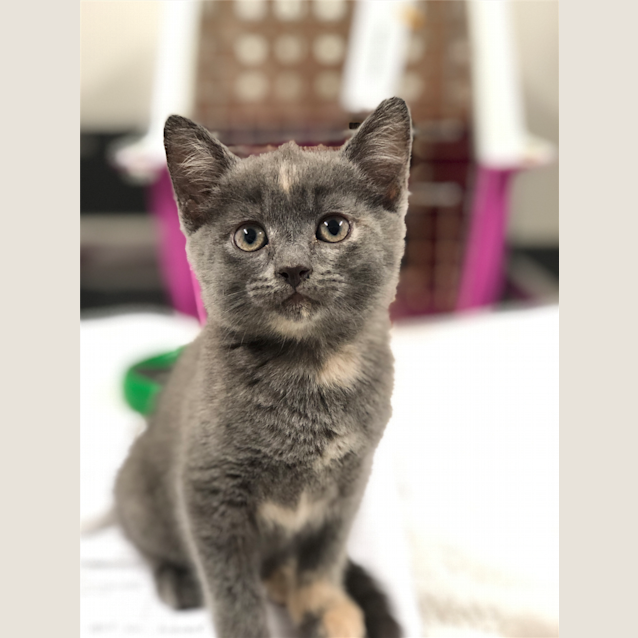 Photo of Lacey