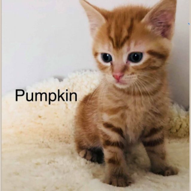 Photo of Pumpkin