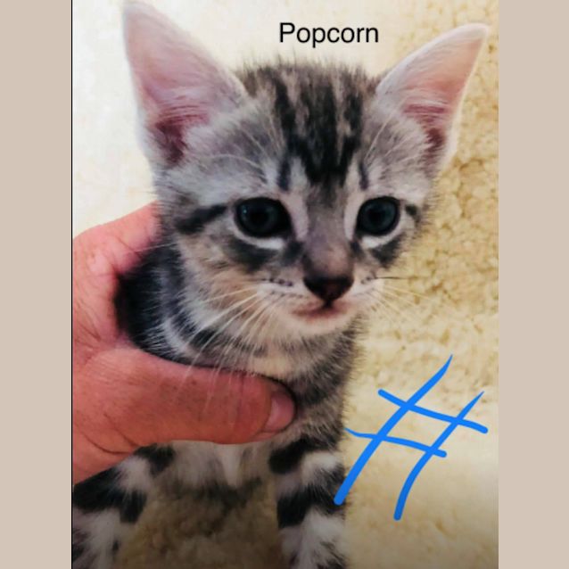 Photo of Popcorn
