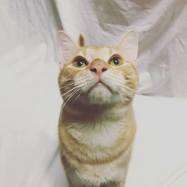 Photo of Archie 
