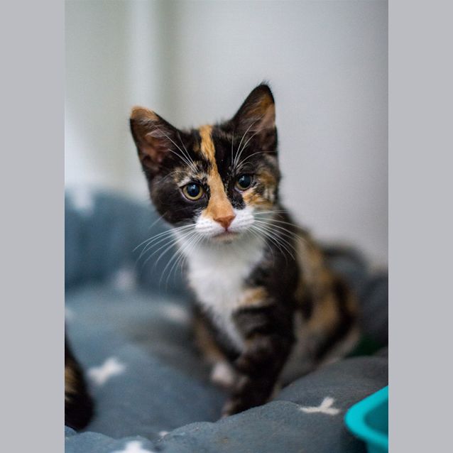 Photo of Phoebe