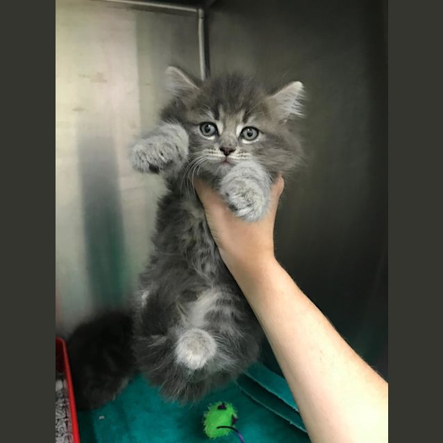 Photo of Sophia Loren