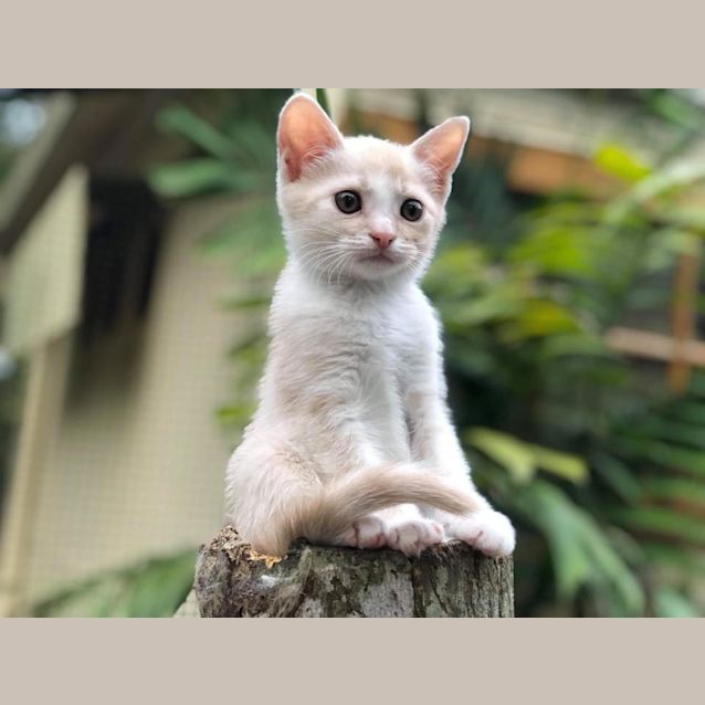 Photo of Jingle 