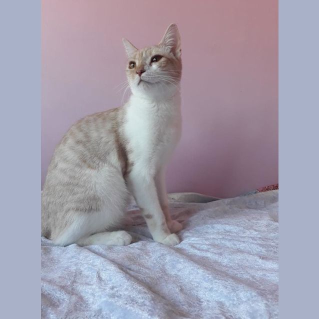 Photo of Kimchi