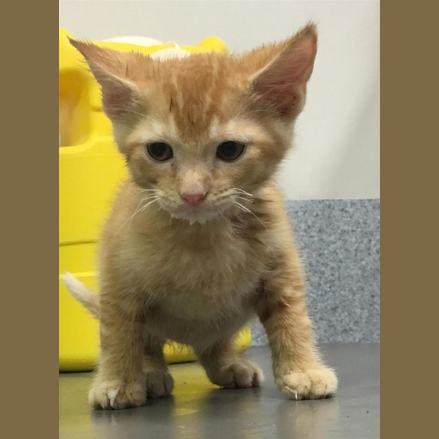 Photo of Simba