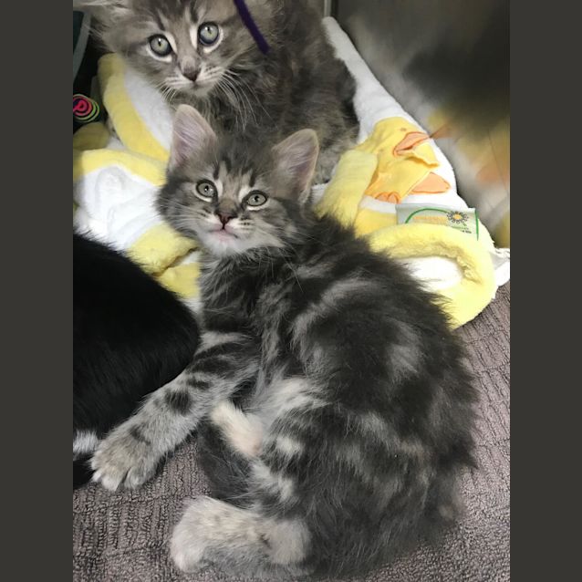 Photo of Kitty Carlisle