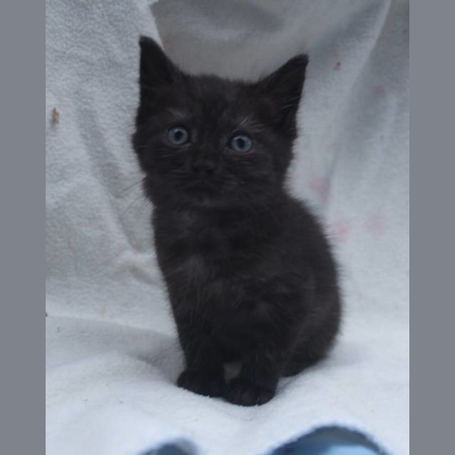 Photo of Barney 