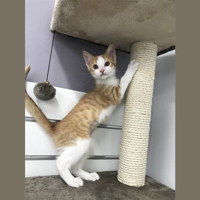 Photo of Peaches
