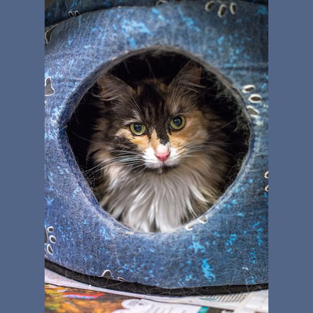 Photo of Lola