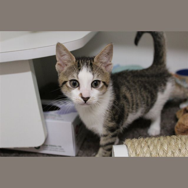 Photo of Cranberry