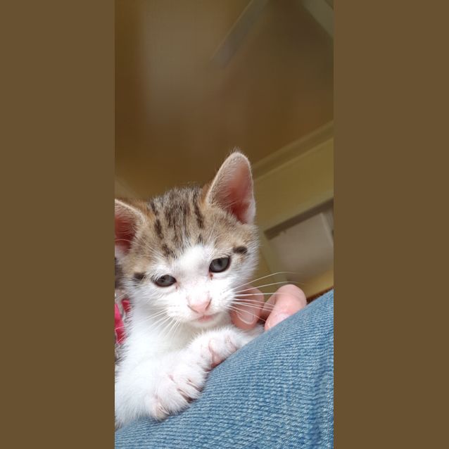 Photo of Posie