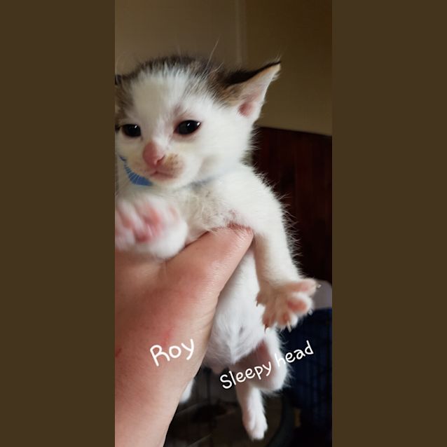 Photo of Roy