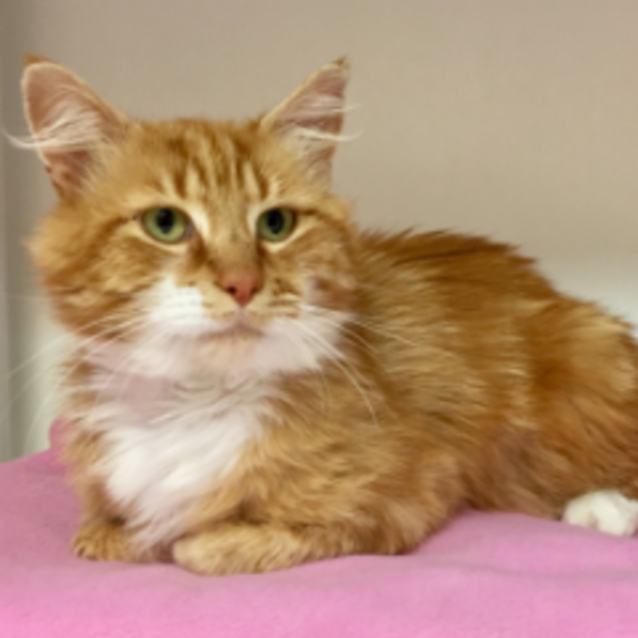 Ginger - Male Domestic Medium Hair Cat in VIC - PetRescue Ginger - Male Domestic Medium Hair Cat in VIC - PetRescue