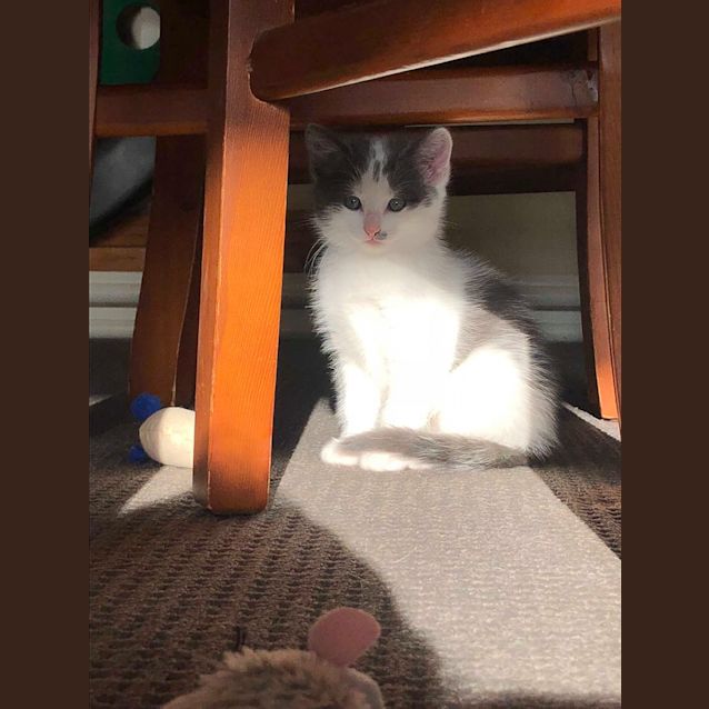 Photo of Rufus