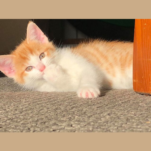 Photo of Frey