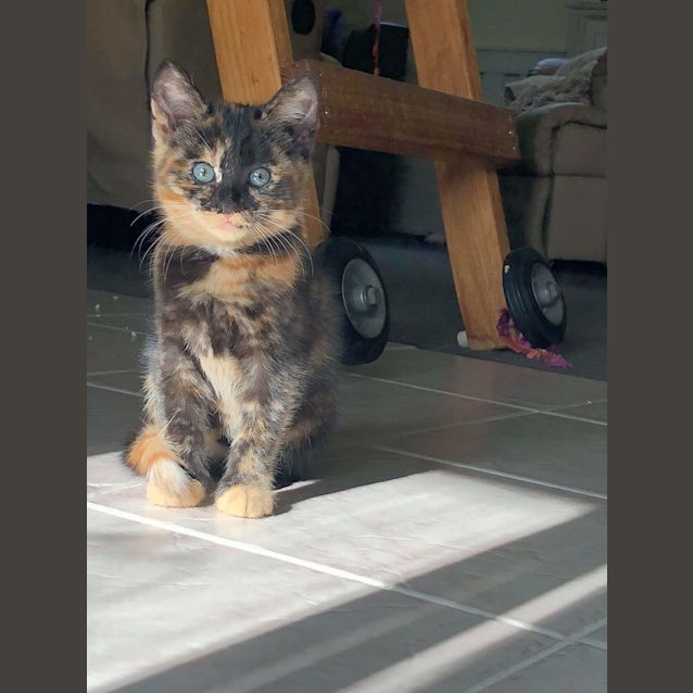 Photo of Ivy