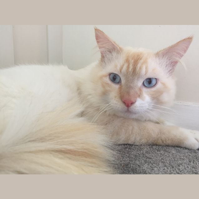 Photo of Fluff Ball