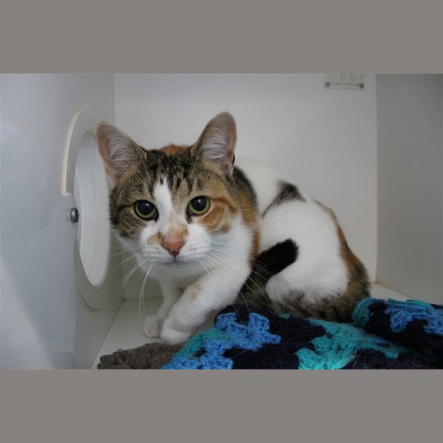 Photo of Patches