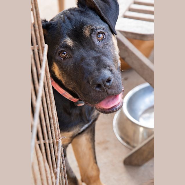 Photo of Dozer