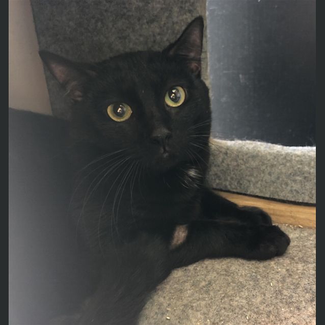 Photo of Sooty