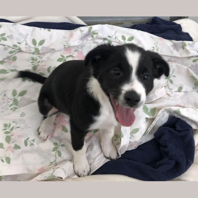 Photo of Malibu D Ace