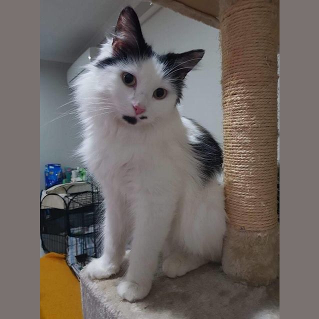 Photo of Pixie