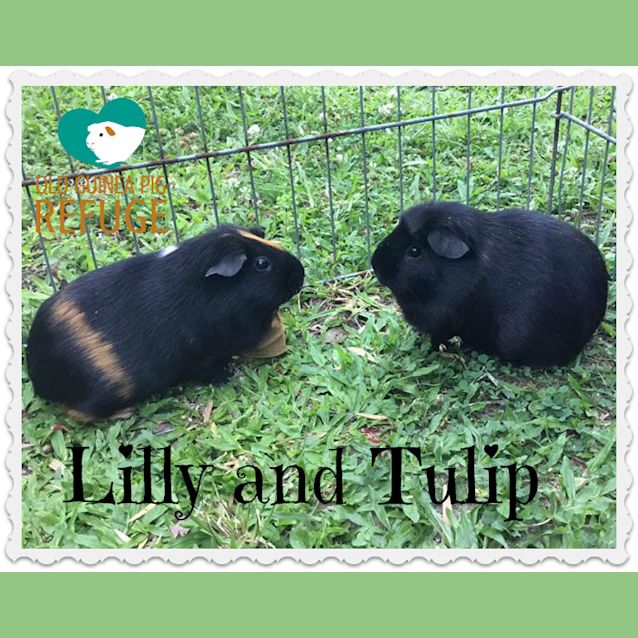 Photo of Tulip And Lilly