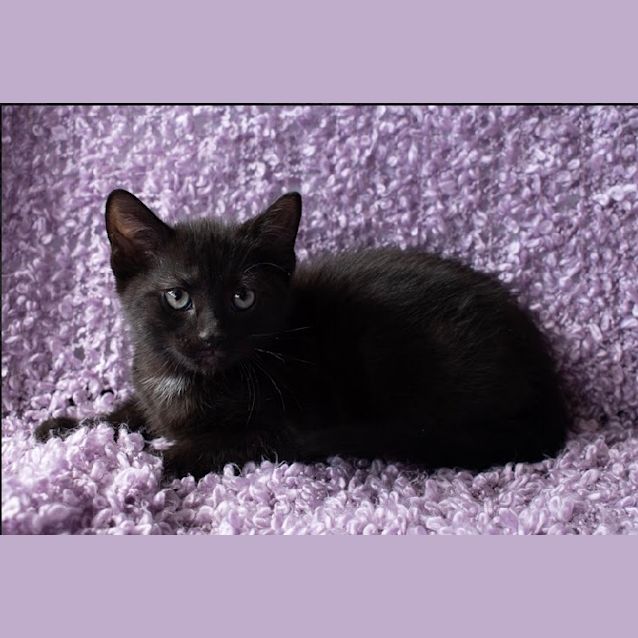 Photo of Your New Shadow! 