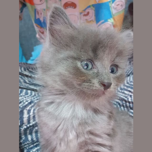 Photo of Dazzle