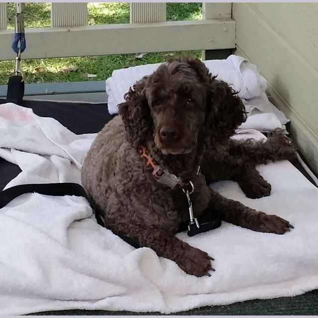 Photo of Austin (Foster Care)