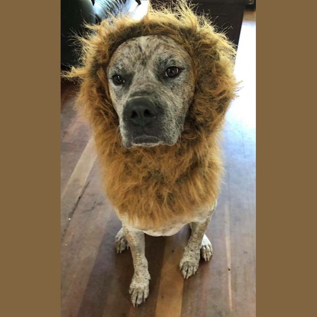 Photo of Beau 