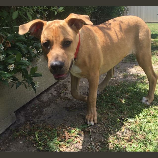 Photo of Scooby 