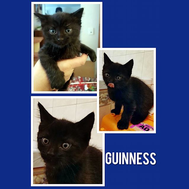 Photo of Guinness