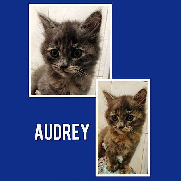 Photo of Audrey