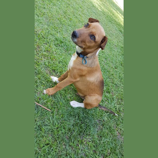 Photo of Chino 