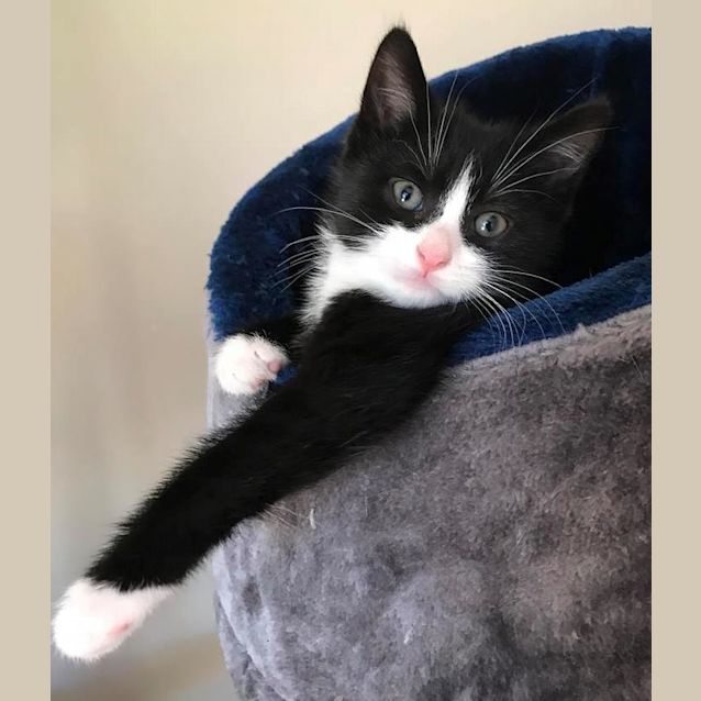 Photo of Freckle **2nd Chance Cat Rescue**