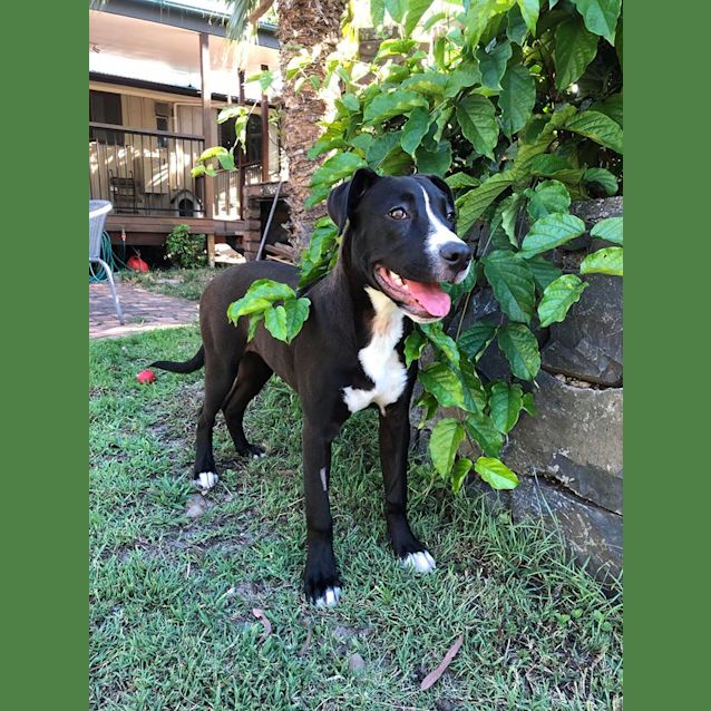 Photo of Josie