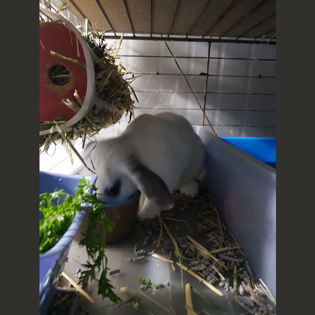 Photo of Elsa & Pikelet