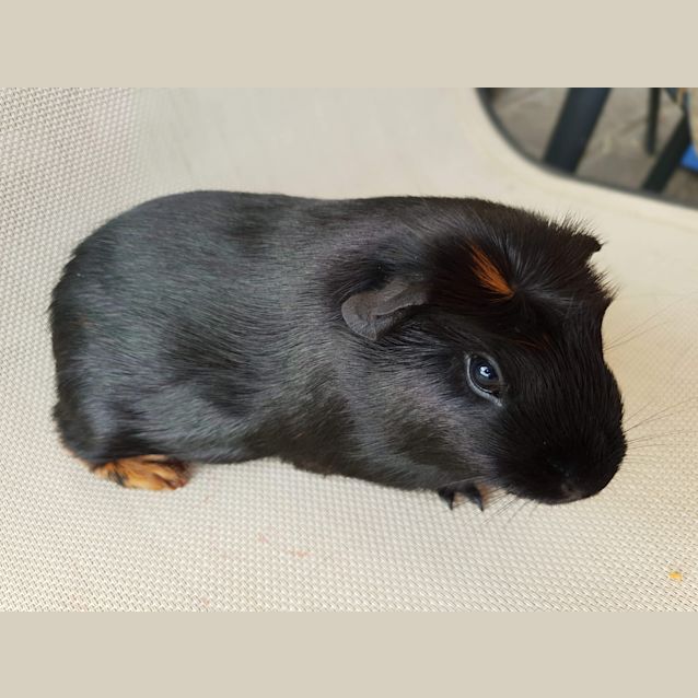 Photo of Garnet & Sailor John