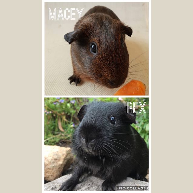 Photo of Macey & Rex 