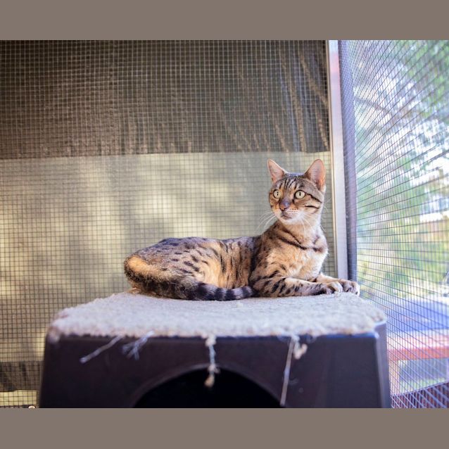 Photo of Zulu