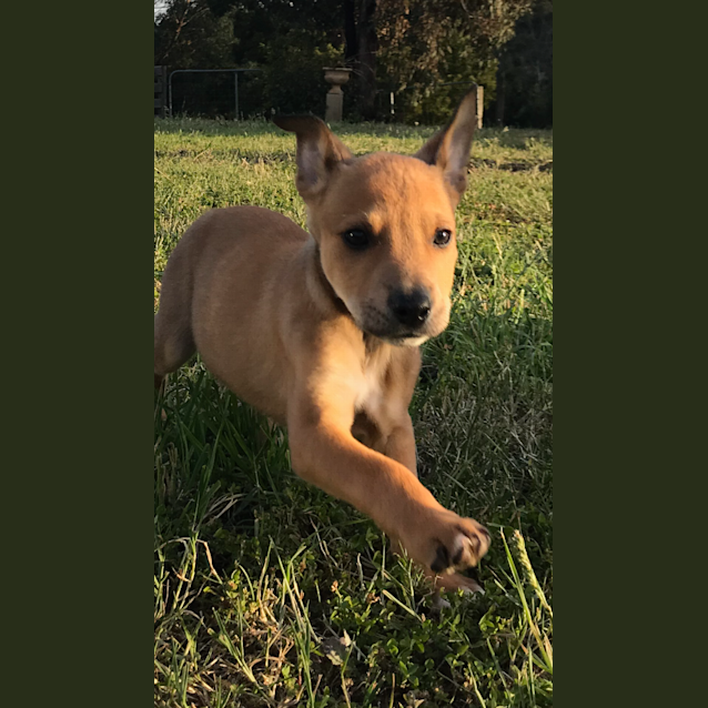 Photo of Scotch