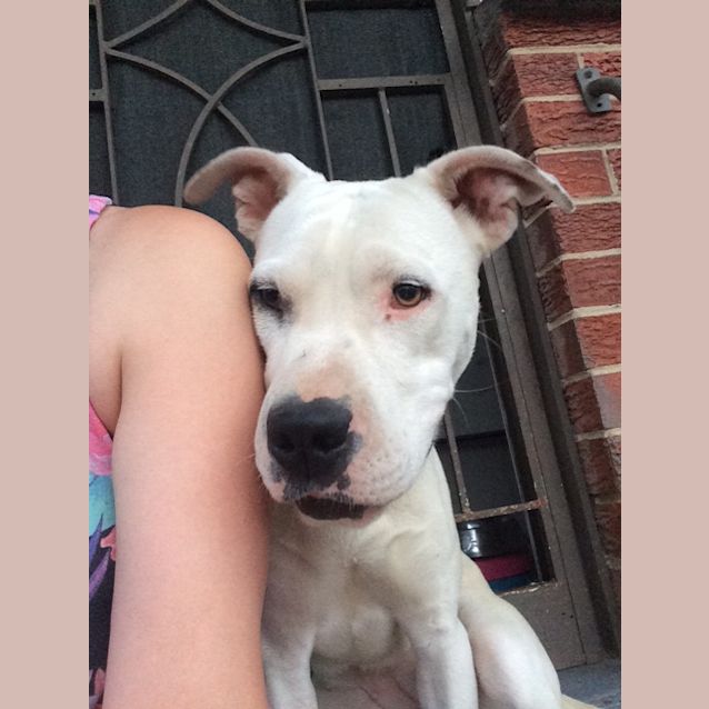 Photo of Dandelion
