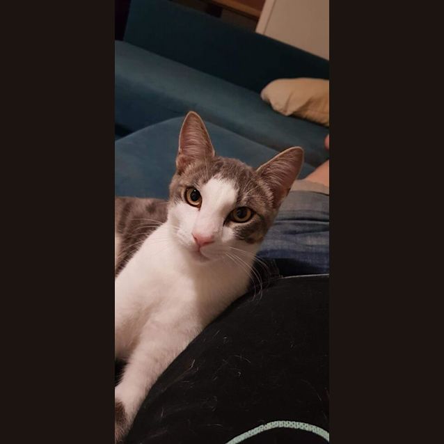 Photo of Rocket 