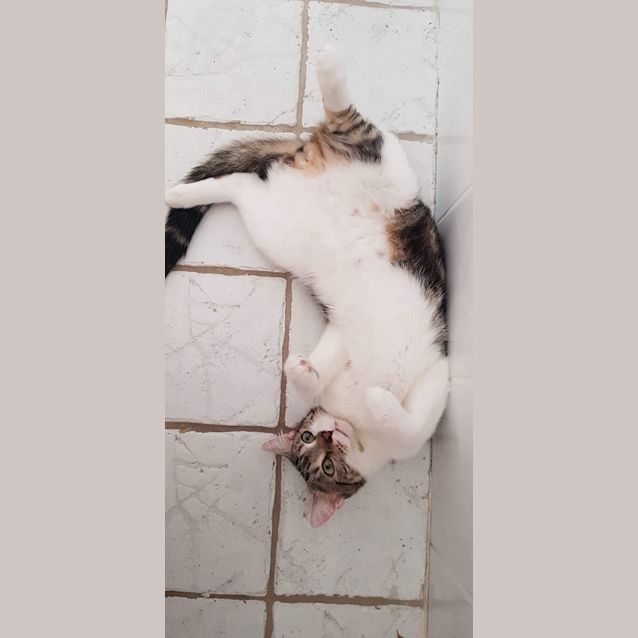 Photo of Chester 
