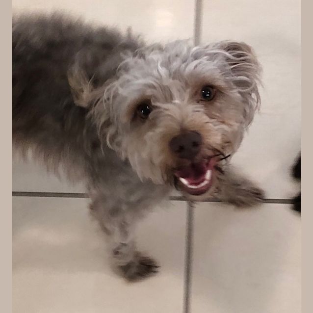 Photo of Gizmo ~ Poodle X (On Trial 13/12/18)