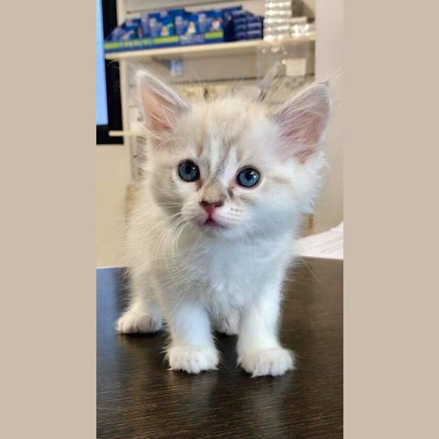 Photo of Maple 